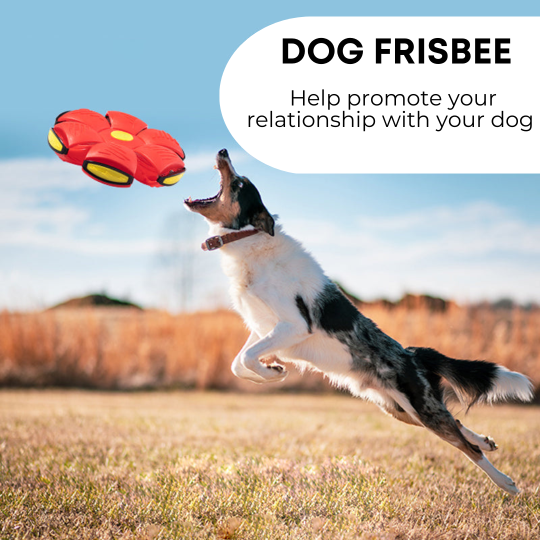 Purrvex™ Dog Frisbee